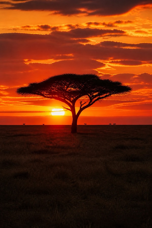 Acacia tree silhouetted against a Serengeti sunset